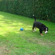 Berner sennenhund Wilma