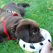 Labrador retriever Nala