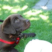 Labrador retriever Nala