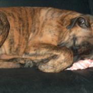 Bullmastiff Cody