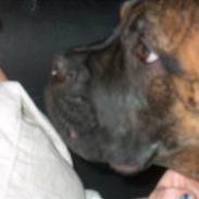 Bullmastiff Cody