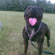 Staffordshire bull terrier $$Cæzar$$