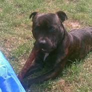 Staffordshire bull terrier $$Cæzar$$
