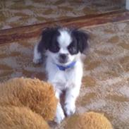 Blanding af racer Gizmo