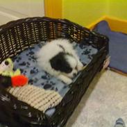 Blanding af racer Gizmo