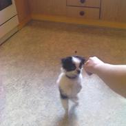 Blanding af racer Gizmo