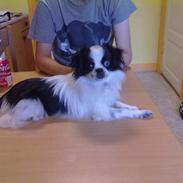 Blanding af racer Gizmo