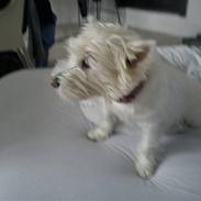 West highland white terrier Mille