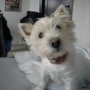 West highland white terrier Mille