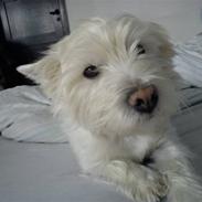 West highland white terrier Mille