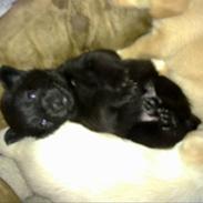 Blanding af racer Trunte