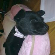 Blanding af racer Trunte