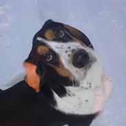 Basset hound Ludvig