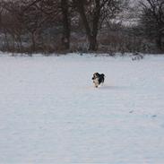 Basset hound Ludvig