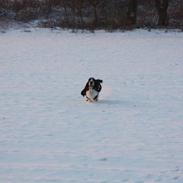 Basset hound Ludvig