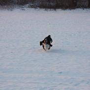 Basset hound Ludvig