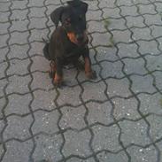 Dobermann milo himmelhund <3