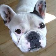 Fransk bulldog Chaya