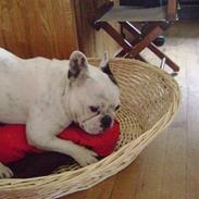 Fransk bulldog Chaya