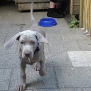 Blanding af racer Smeagol