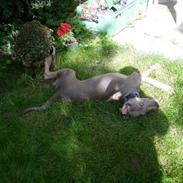 Blanding af racer Smeagol