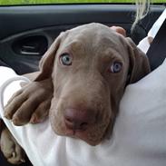 Blanding af racer Smeagol