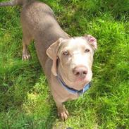 Blanding af racer Smeagol