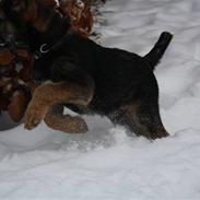 Border terrier Arthur <3