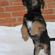 Border terrier Arthur <3