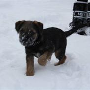 Border terrier Arthur <3