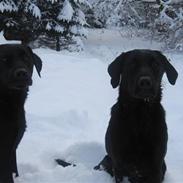 Labrador retriever Maggie