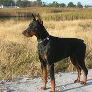 Dobermann Tyson