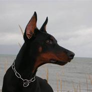 Dobermann Tyson