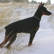 Dobermann Tyson