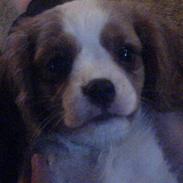 Cavalier king charles spaniel Nuser The superman