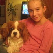 Cavalier king charles spaniel Nuser The superman