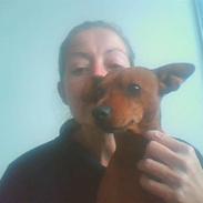 Dvaergpinscher Santos