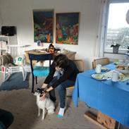 Dvaergpinscher Santos