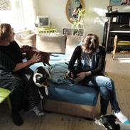 Dvaergpinscher Santos