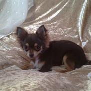 Chihuahua High Fly Cherie Mon Ami