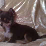 Chihuahua High Fly Cherie Mon Ami