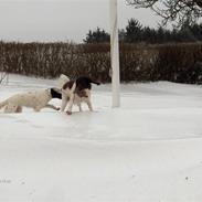 Kleiner münsterländer Lady