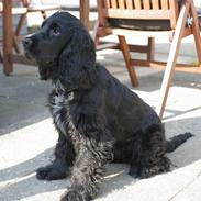 Cocker spaniel Enzo-himmelhund :`(