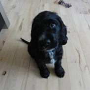 Cocker spaniel Enzo-himmelhund :`(