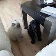 Cocker spaniel Enzo-himmelhund :`(