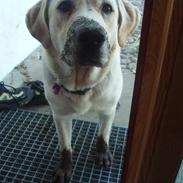 Labrador retriever Molly