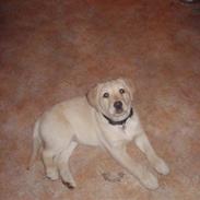 Labrador retriever Molly