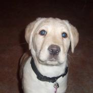 Labrador retriever Molly