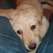 Labrador retriever Molly