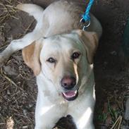 Labrador retriever Molly